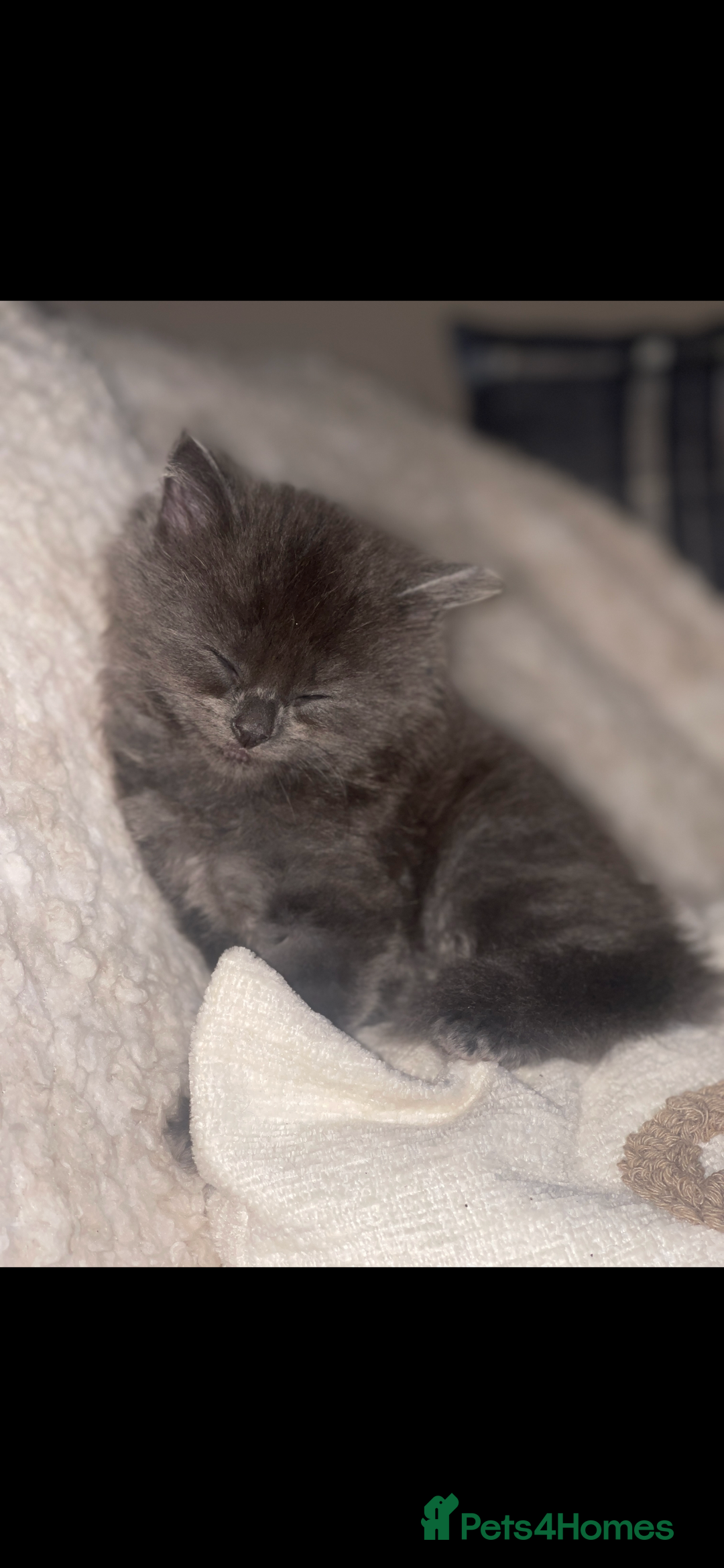 RagaMuffin cats for sale: Ragamuffin kittens for sale  - Image 6