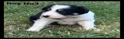 Mixed Breed dogs for sale: 5 Border collie  pups  - Advert 12