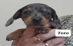 Miniature Dachshund dogs for sale: QUALITY MINIATURE DACHSHUND SMOOTH PUPS - Image 9