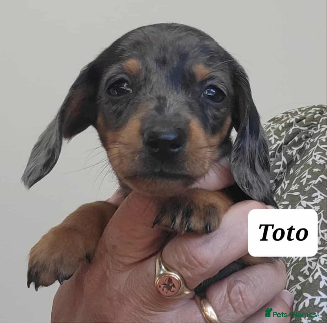 Miniature Dachshund dogs for sale: QUALITY MINIATURE DACHSHUND SMOOTH PUPS - Image 9