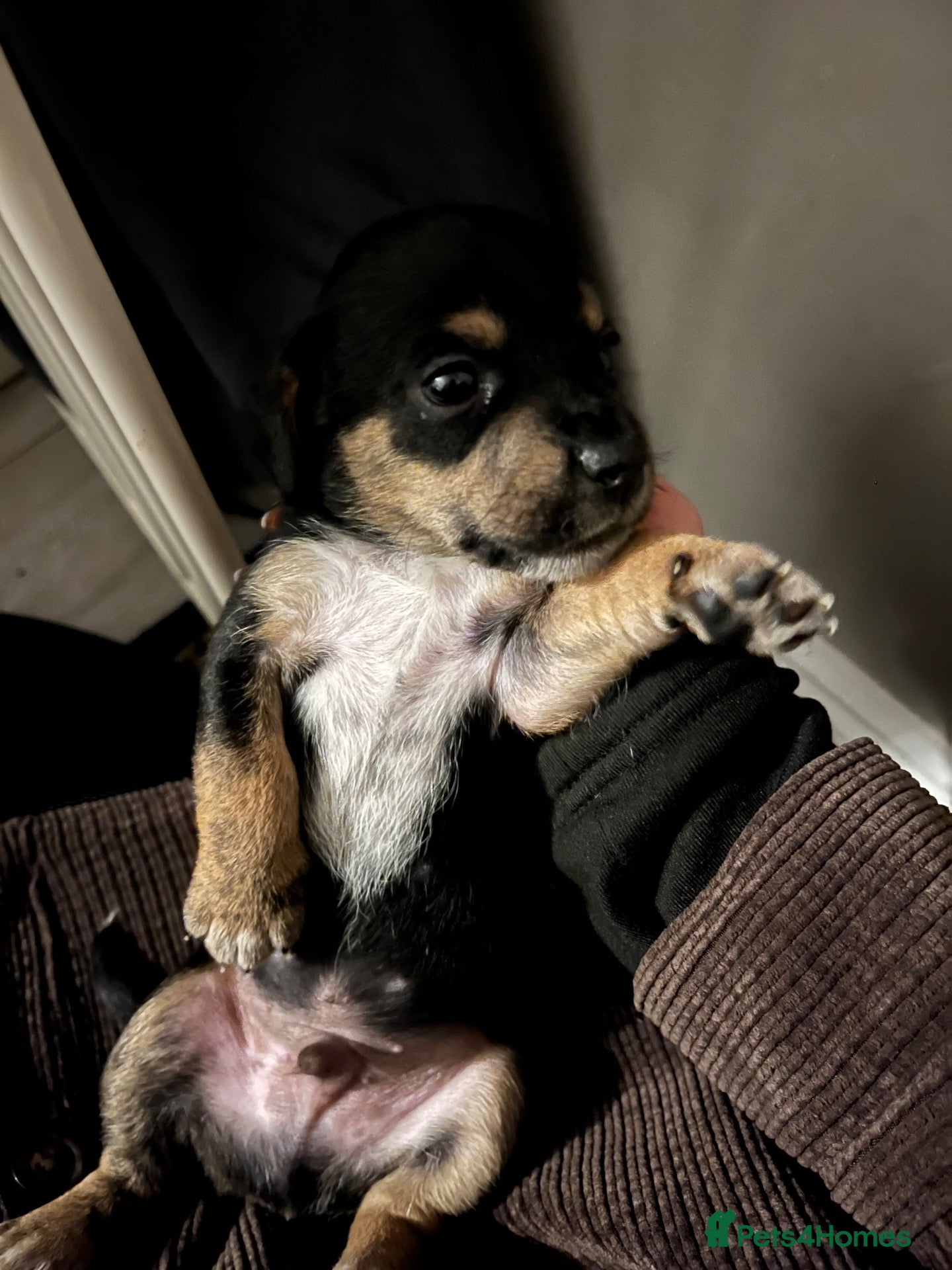Mixed Breed dogs Daschoundfrenchbulldog x jack Russell for sale!  - Advert 17