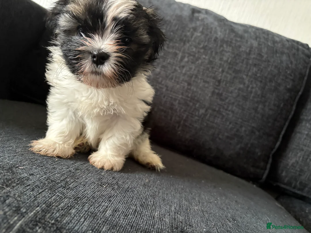 Mixed Breed dogs for sale: Shih Tzu cross puppies ready  - Advert 2