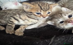 Bengal cats for sale: 4 Gorgeous Bengal Babies - Image 17