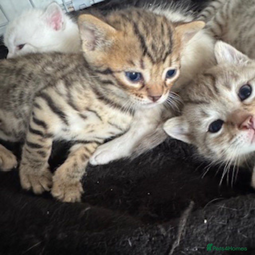 Bengal cats for sale: 4 Gorgeous Bengal Babies - Image 17