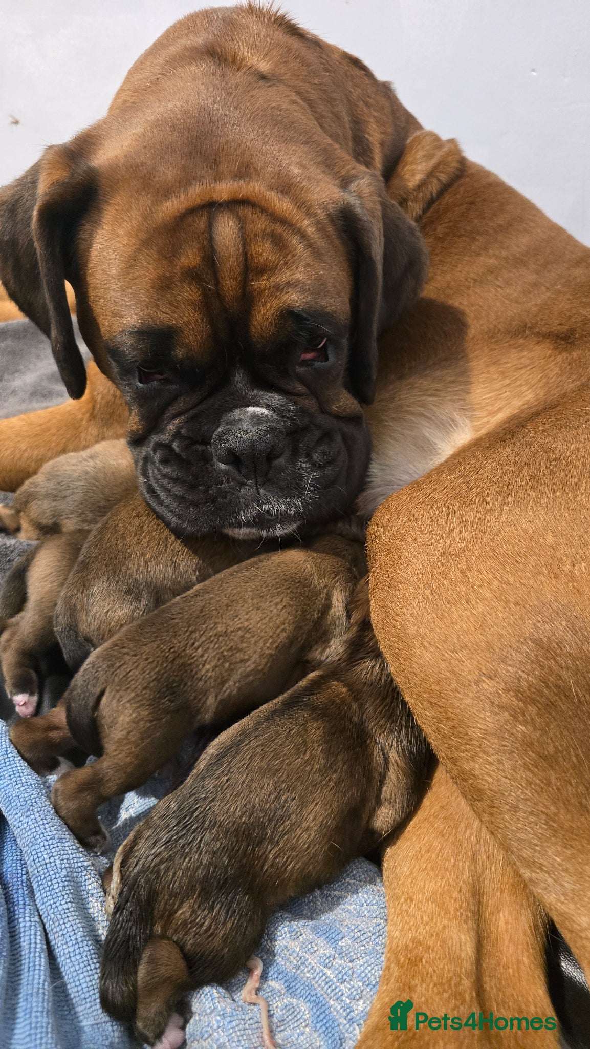 Boxer dogs KC boxer red puppies just born! 19.03 - Advert 1