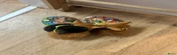 Mixed Breed cats for sale: Beautiful Ginger & Tortoiseshell Kittens in Faringdon - Advert 10