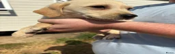 Labrador Retriever dogs for sale: Labrador puppies ready to leave! - Advert 11