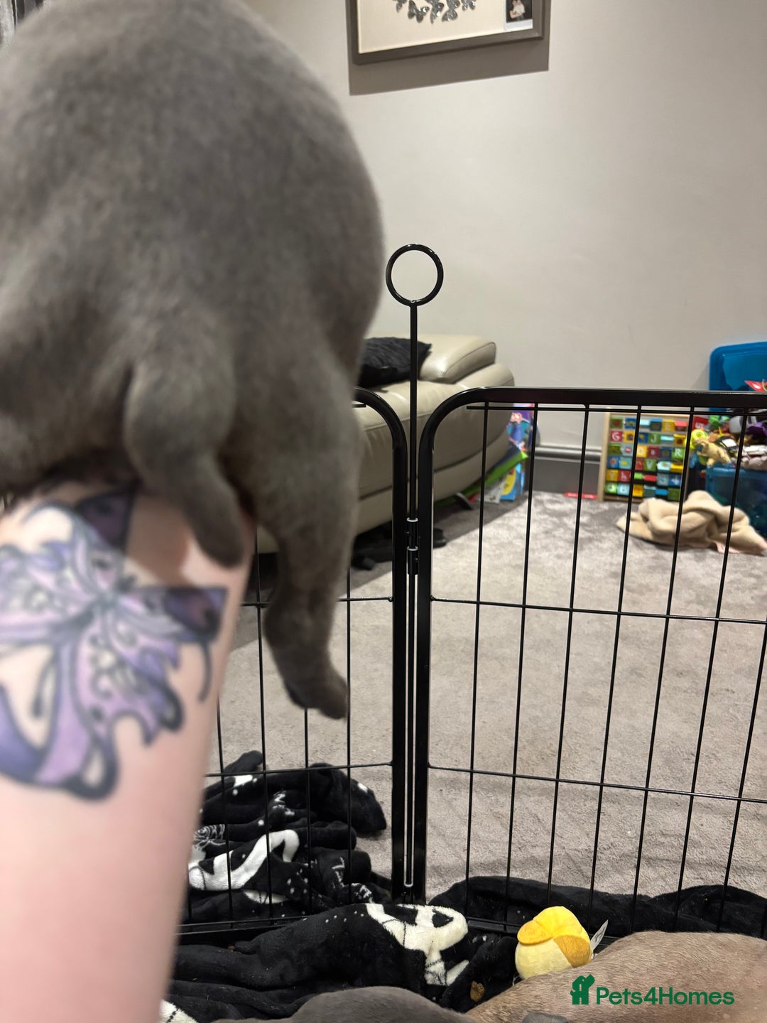 Mixed Breed dogs for sale: canó corso cross british bulldog puppy’s  - Image 28