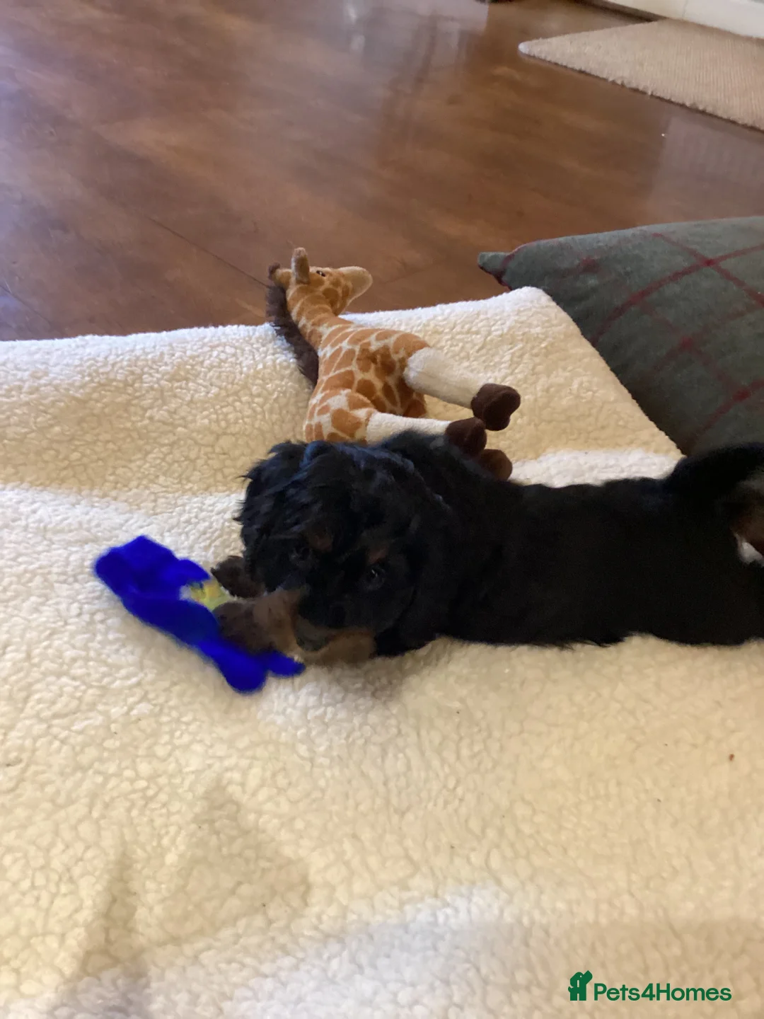 Cockapoo dogs for sale: Cockerpoo  - Advert 6