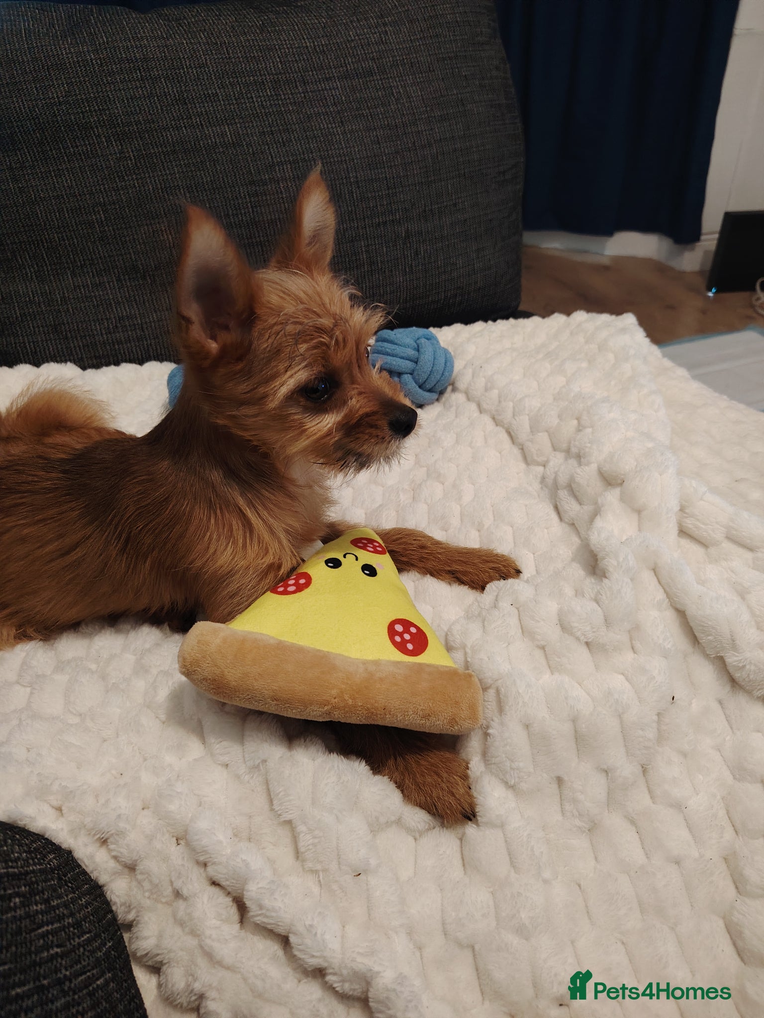 Mixed Breed dogs for sale: Terrier mix with Pomeranian puppy - Advert 8