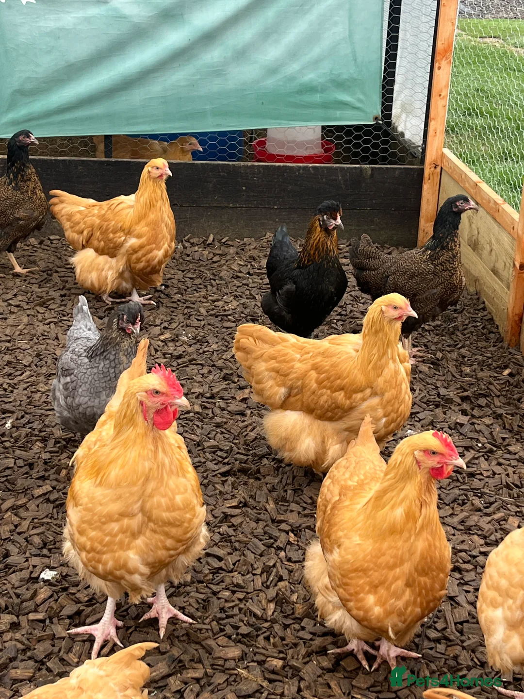 Chickens poultry for sale: Chickens - Advert 2