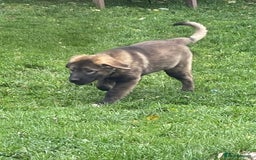 Caucasian Shepherd Dog dogs for sale: Beautiful girls of Caucasian Shepard  - Image 2