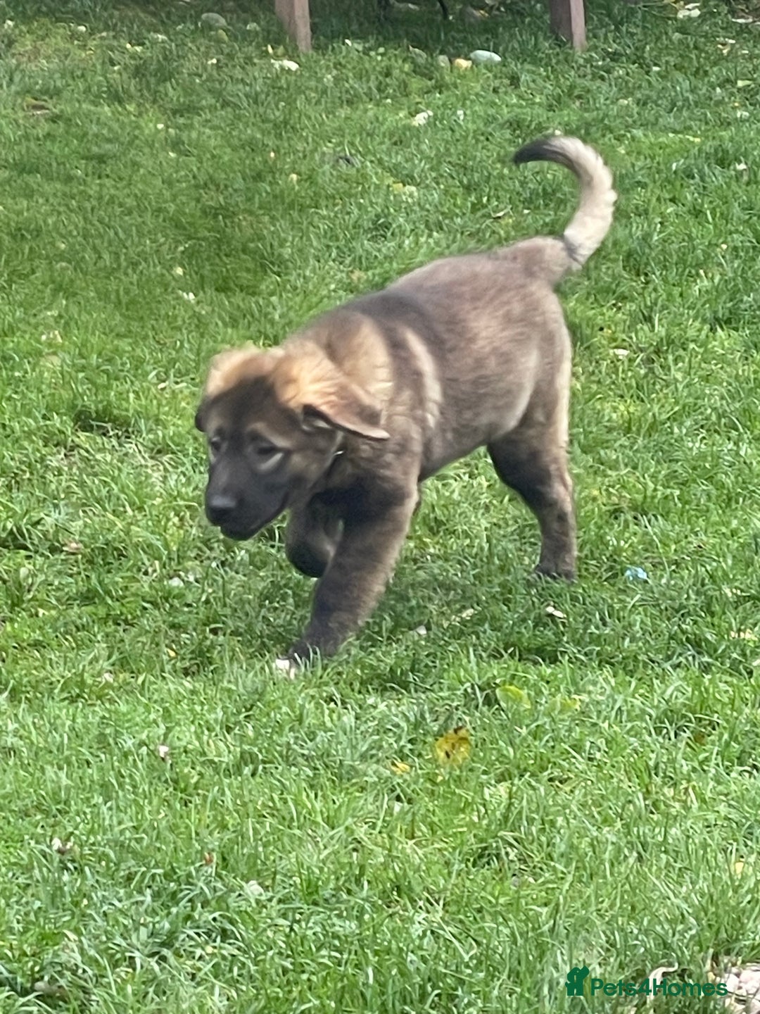 Caucasian Shepherd Dog dogs for sale: Beautiful girls of Caucasian Shepard  - Image 2