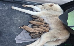 Mixed Breed dogs for sale: Czech Wolfdog × Akita/Malamute Puppies - Image 3