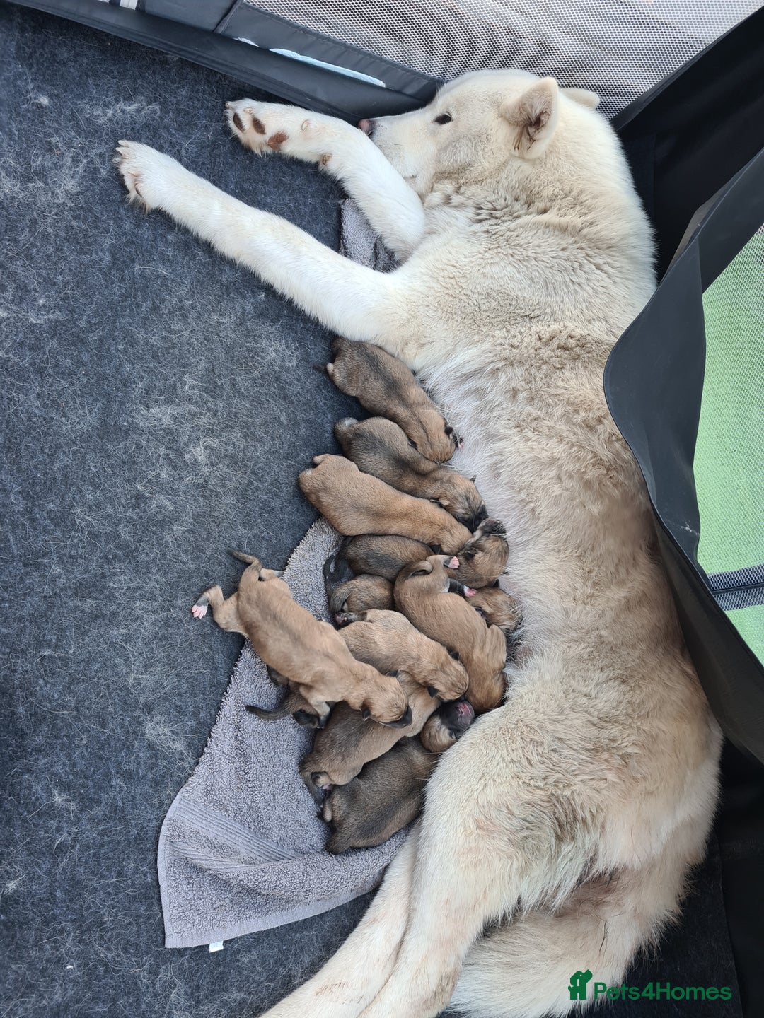 Mixed Breed dogs for sale: Czech Wolfdog × Akita/Malamute Puppies - Image 3