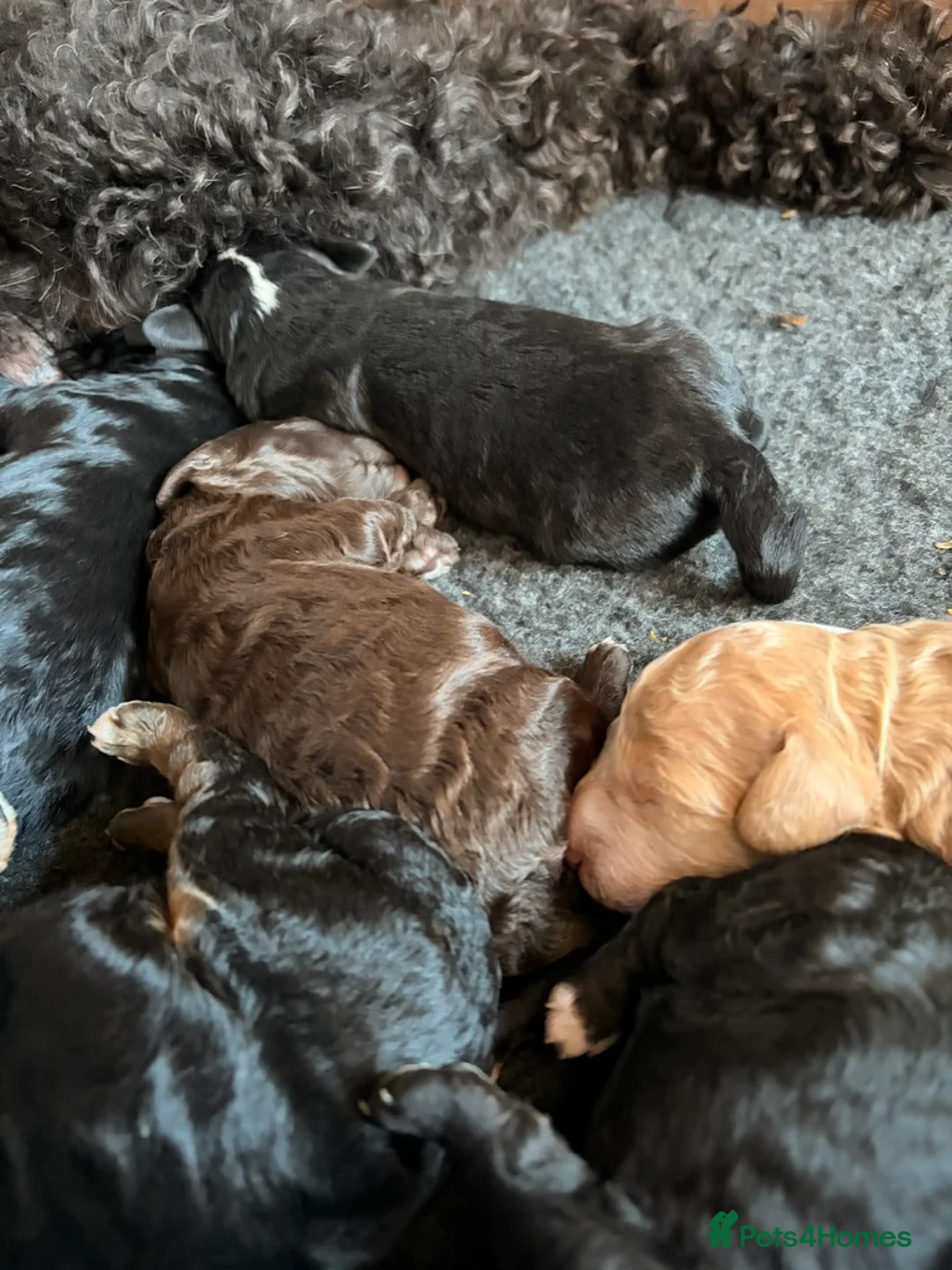 Double Doodle dogs for sale: Australian Labradoodle Puppies - Final Litter - Advert 2