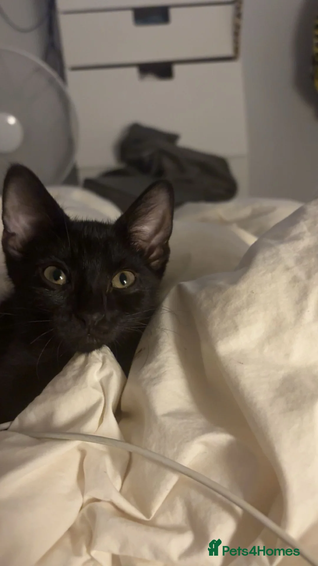 Domestic Shorthair cats for sale: Beautiful 6 month female cat  in Potters Bar - Advert 1