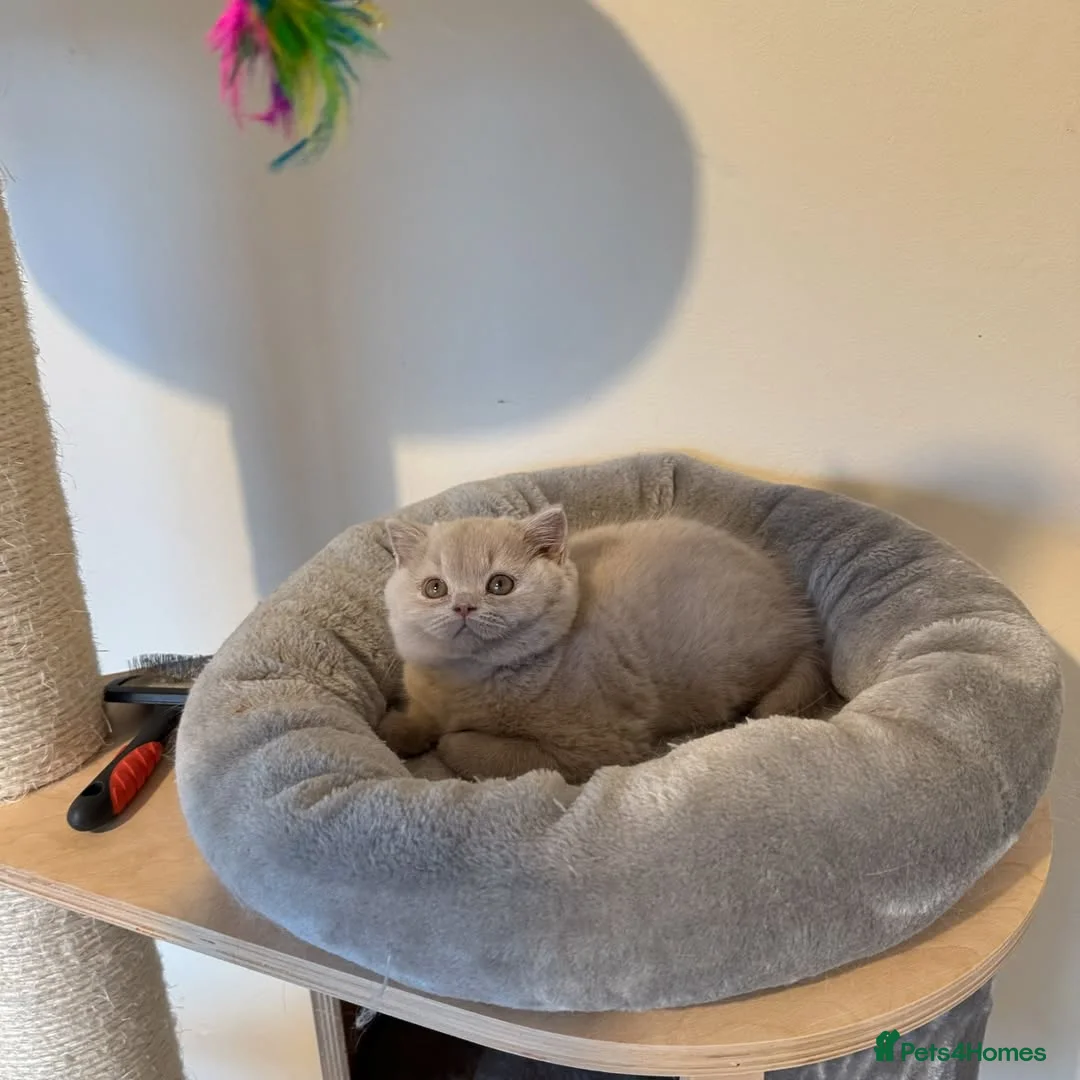 British Shorthair cats for sale: Adorable British Shorthair Kittens  - Advert 2