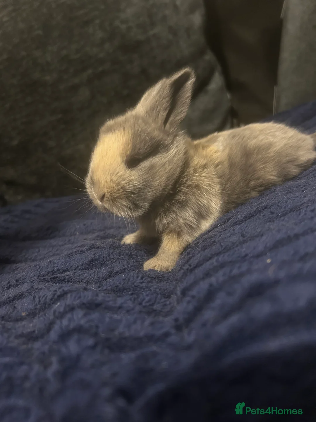 Mini Lop rabbits for sale: Gorgeous litter of mini lops RTR - Advert 2
