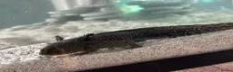 Axolotl reptiles for sale: Axolotls  in Redcar - Advert 1