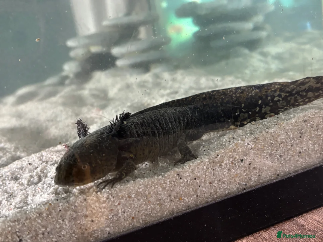 Axolotl reptiles for sale: Axolotls  in Redcar - Advert 1