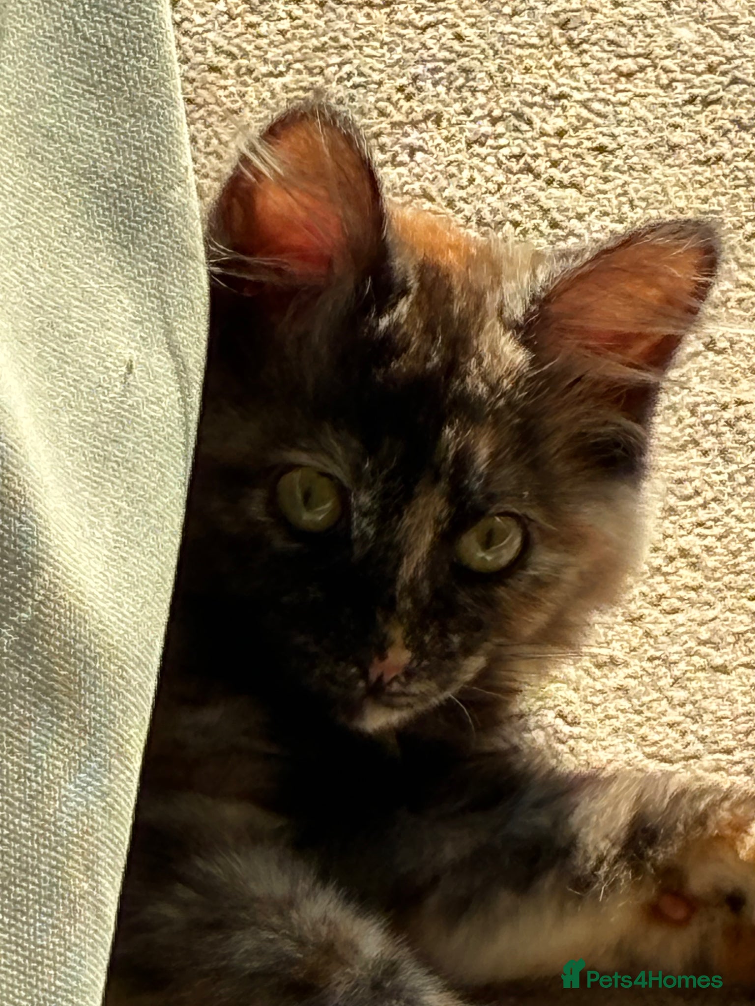 Kurilian Bobtail cats Kitten to rehome - Advert 1