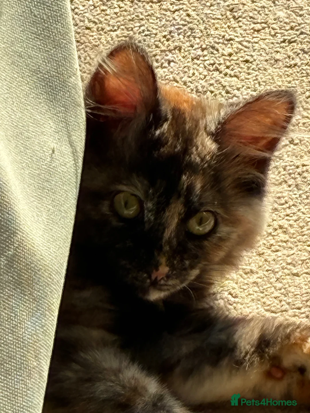 Kurilian Bobtail cats for sale: Kitten to rehome - Advert 1