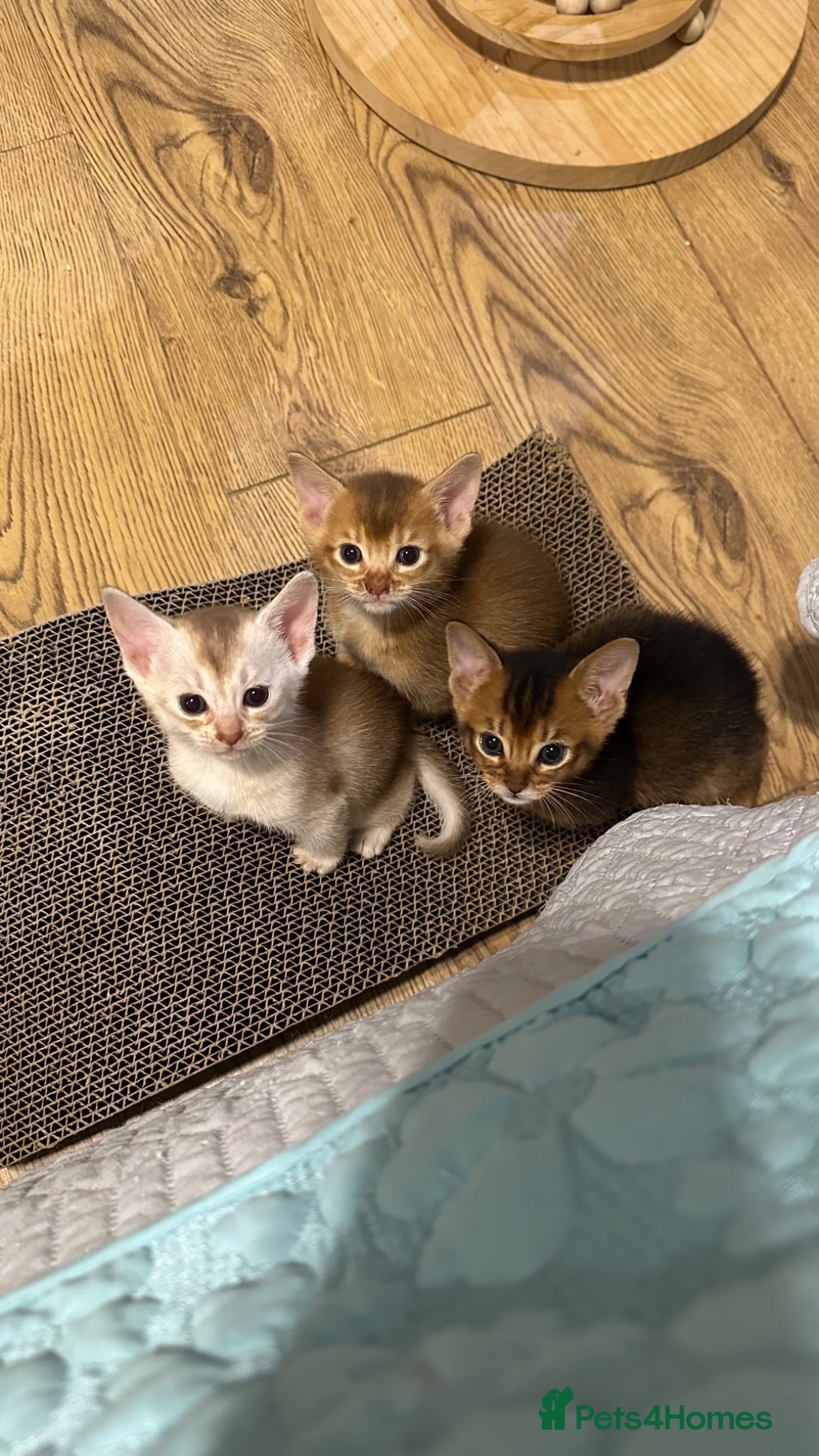 Abyssinian cats Abyssinian kittens  - Advert 1