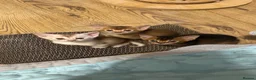 Abyssinian cats for sale: Abyssinian kittens  - Advert 1
