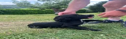 Cocker Spaniel dogs for sale: Very well-bred working Cocker available - Advert 4