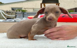 Miniature Dachshund dogs for sale: Outstanding Tweedle True Miniatures - Image 7