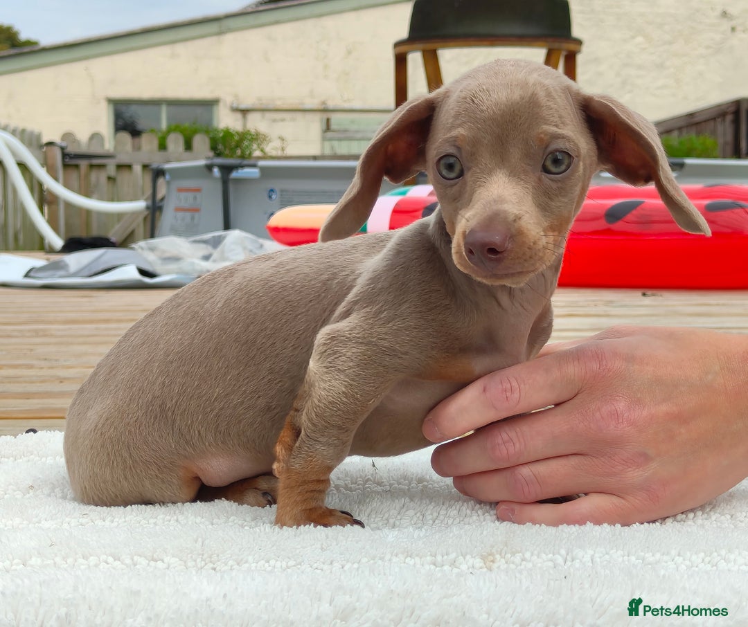 Miniature Dachshund dogs for sale: Outstanding Tweedle True Miniatures - Image 7