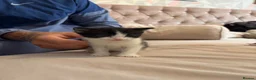 Mixed Breed cats for sale: 4 adorable kittens for sale  - Advert 5