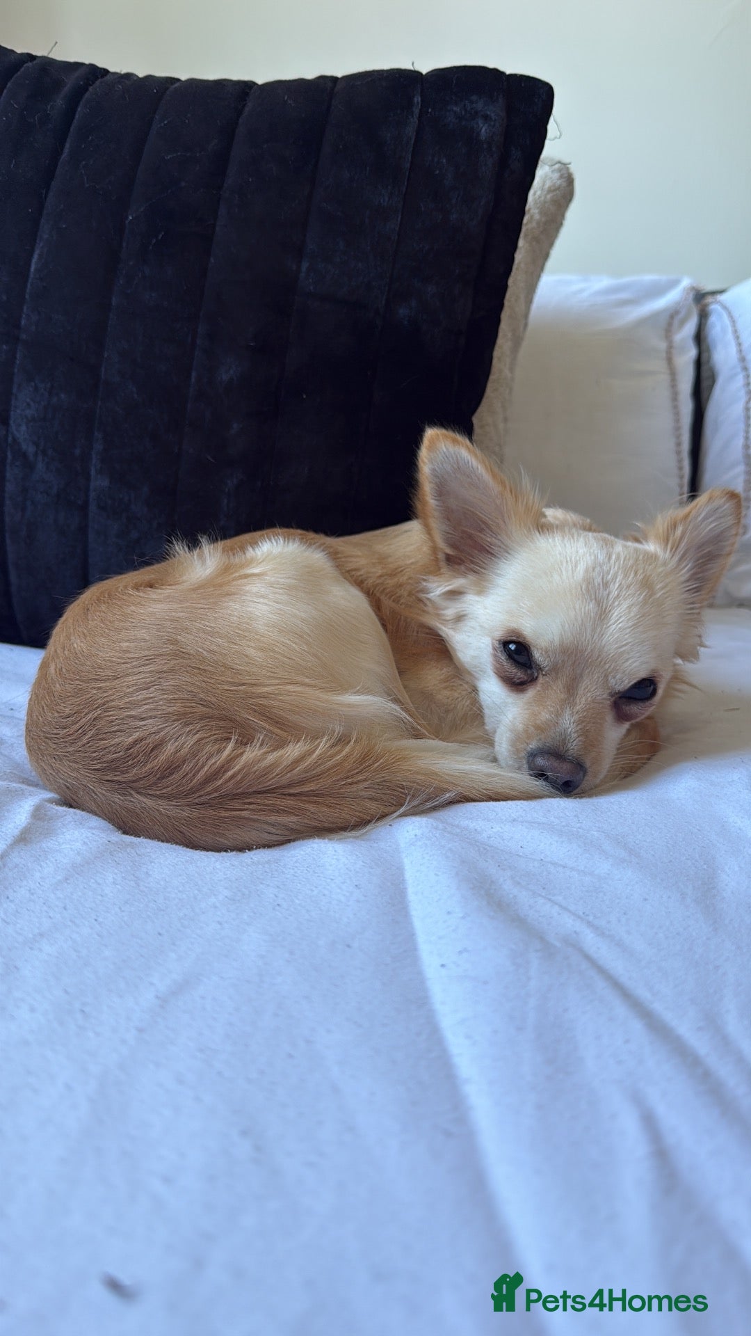 Chihuahua dogs Rehoming Dog - Advert 13