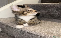 Maine Coon cats for sale: Maine coon x British shorthair kittens  - Image 7