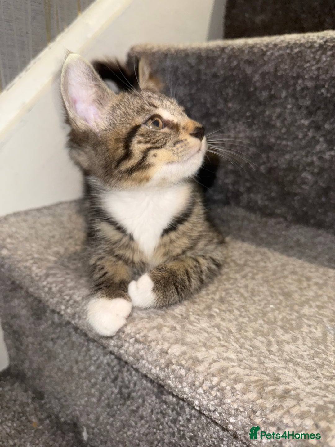 Maine Coon cats for sale: Maine coon x British shorthair kittens  - Image 7