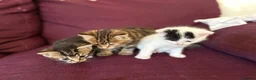 Mixed Breed cats for sale: 12 kittens available - Advert 21