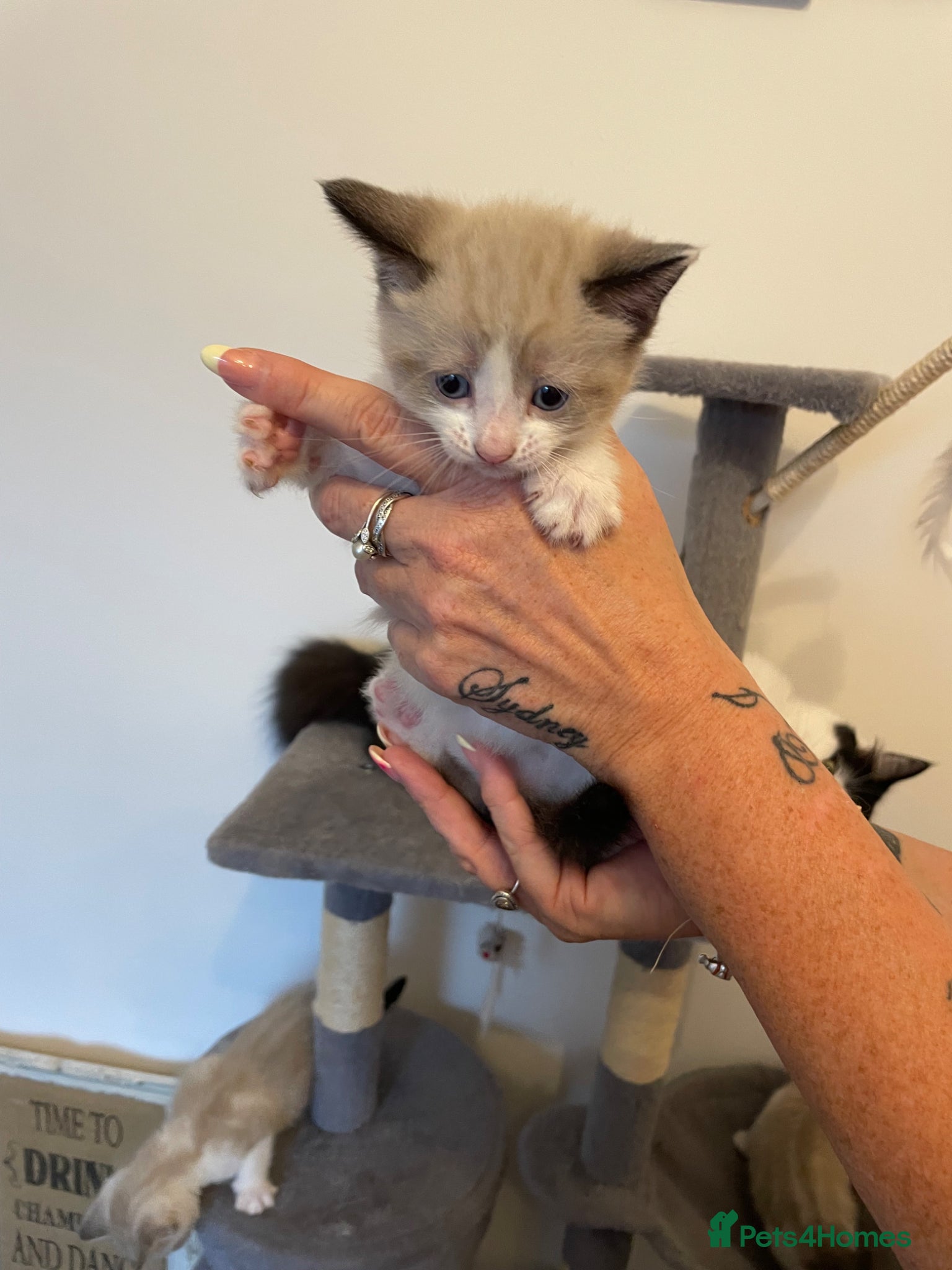 Mixed Breed cats for sale:  fluffy ragdoll mix kittens for sale  in Portsmouth - Advert 5