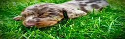 Miniature Dachshund dogs for sale: Miniature Dachshund - Chocolate Dapple (Boy) - Advert 7