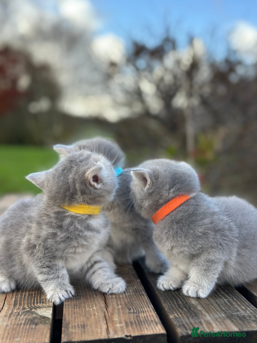 British Shorthair cats for sale: British Shorthair kittens  - Image 20