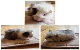 Guinea Pig rodents for sale: Cute Guinea Pups - Image 1