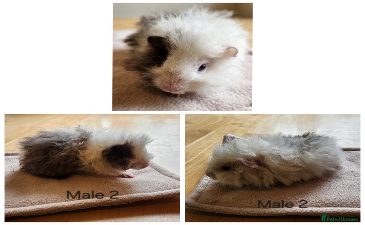 Guinea Pig rodents - Advert 2