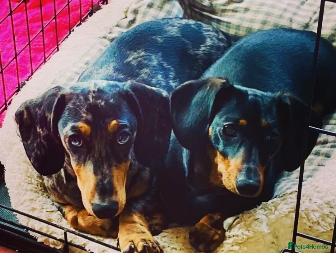Miniature Dachshund dogs for sale: OUTSTANDING INSTAGRAM MINI DACHSHUNDS  - Advert 19