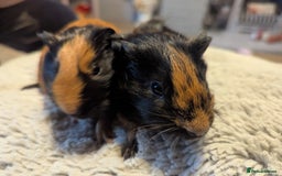 Guinea Pig rodents for sale: 6 gorgeous baby guinea pigs - Image 6