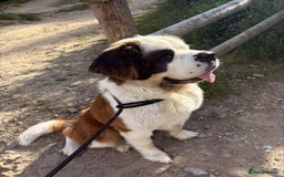 Saint Bernard dogs for sale: St burnard  - Image 3