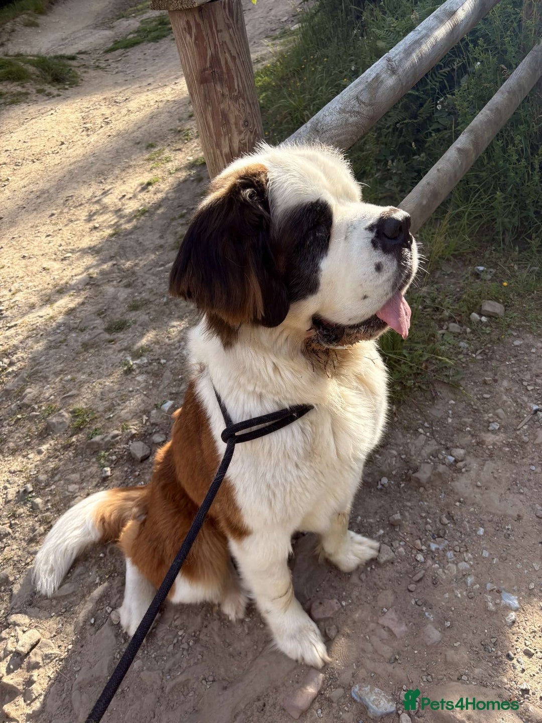 Saint Bernard dogs for sale: St burnard  - Image 3