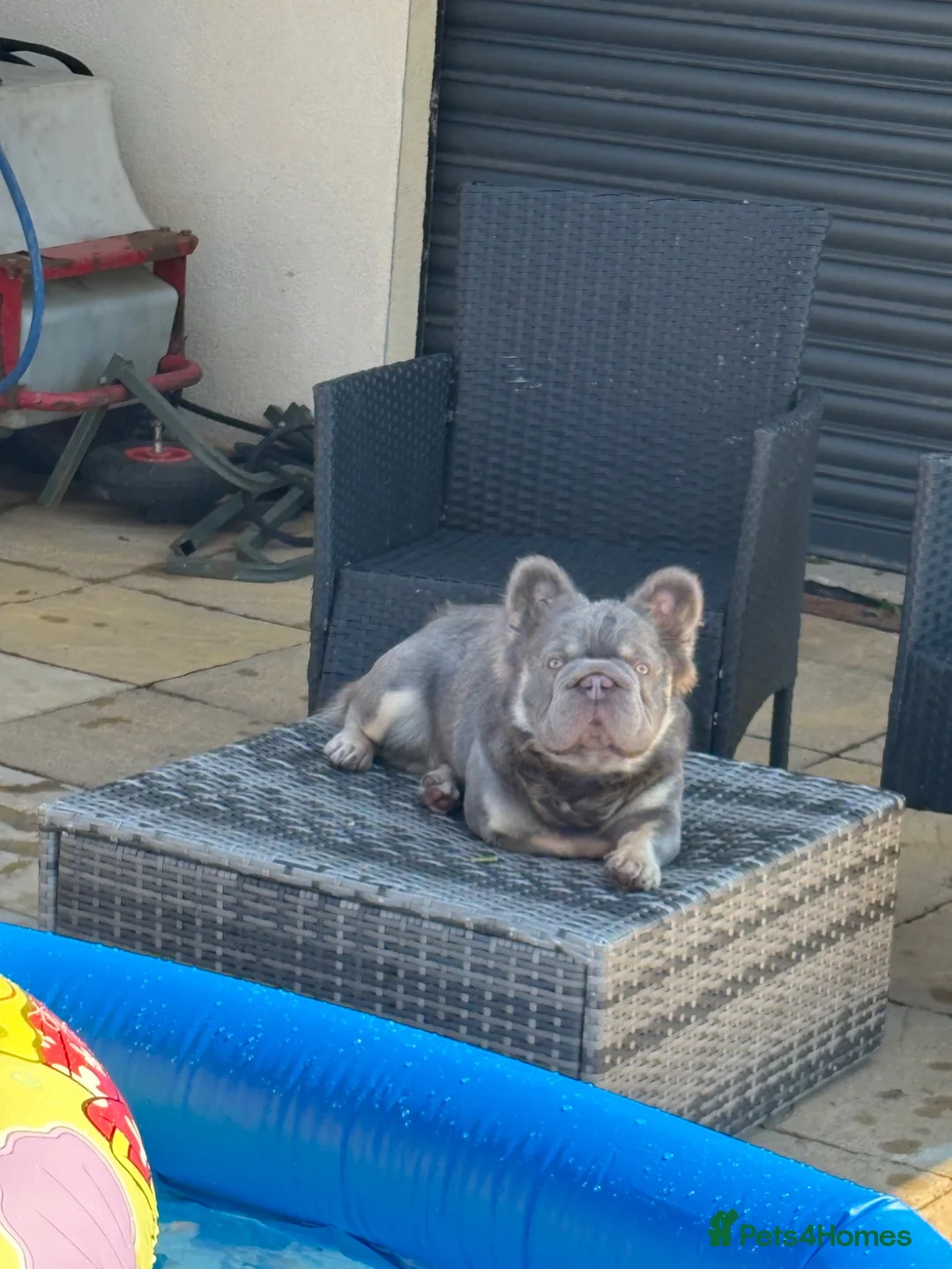 French Bulldog dogs for sale: Lilac and Tan Fluffy Male - Advert 4