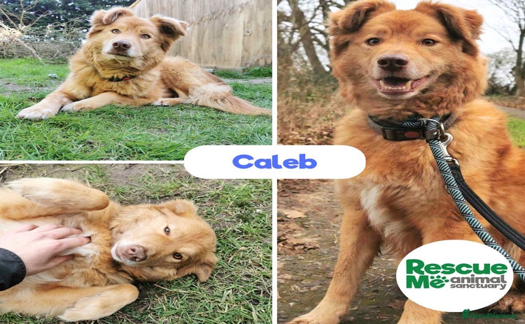 Mixed Breed dogs - Advert 6