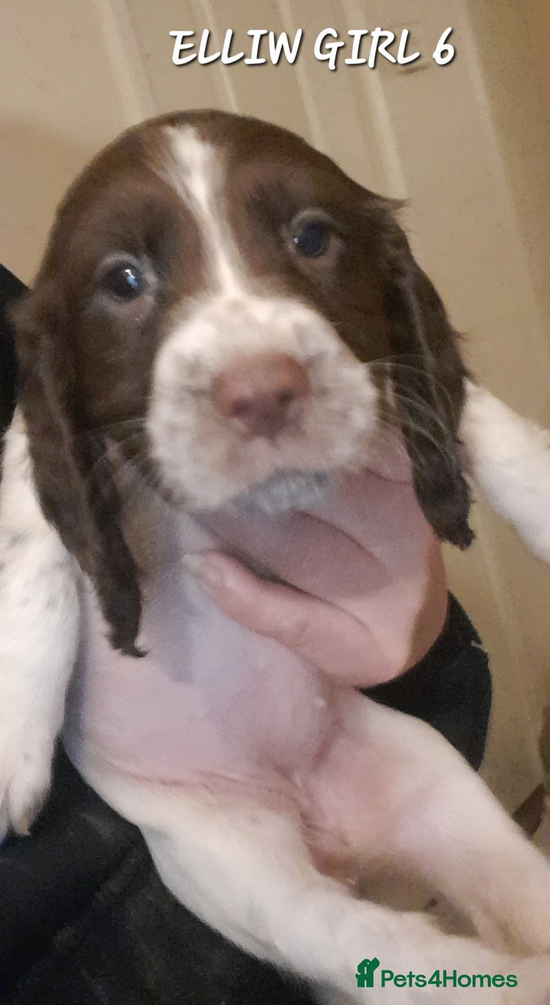 Sprocker dogs for sale: Beautiful Sprocker Litter - Advert 14