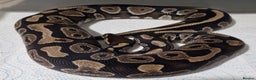 Python Snake reptiles for sale: Various royals available - Advert 9